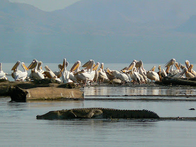 Imagini Etiopia: lacul Chamo, pelicani
