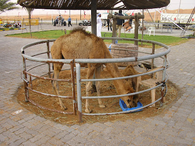 Imagini Dubai: Safari in desert, pui de camila