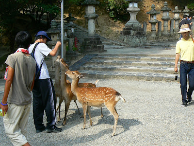 Imagini Japonia: templul Todai-Ji, Nara, caprioare
