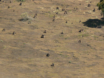 Imagini Etiopia: Muntii Simien babuini gelada