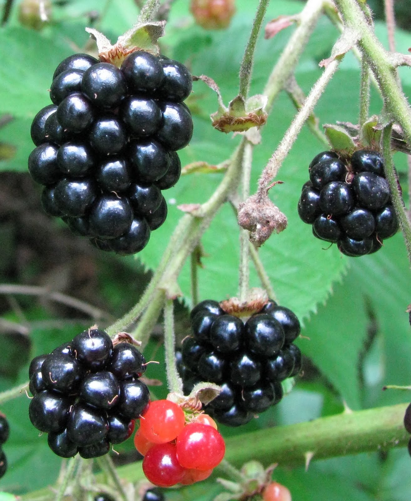 [Black+Berries.jpg]
