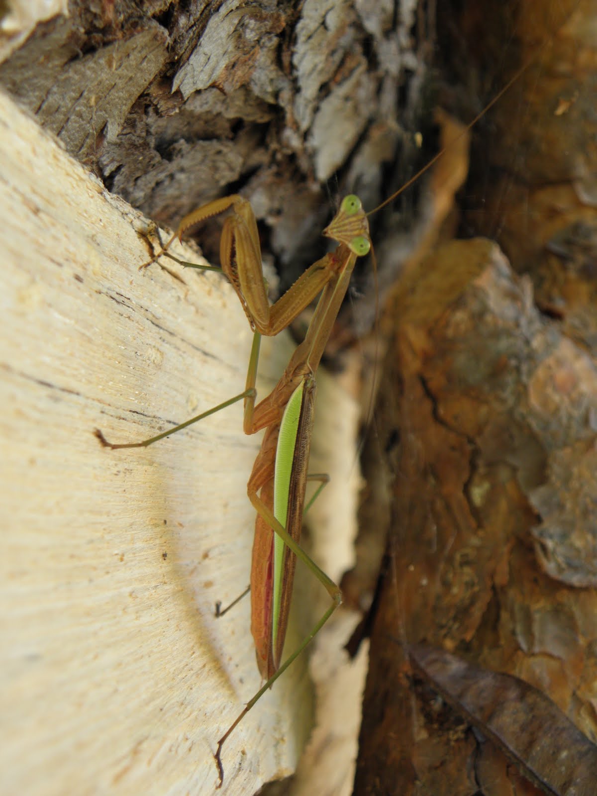 Hermit Musings Praying Mantis