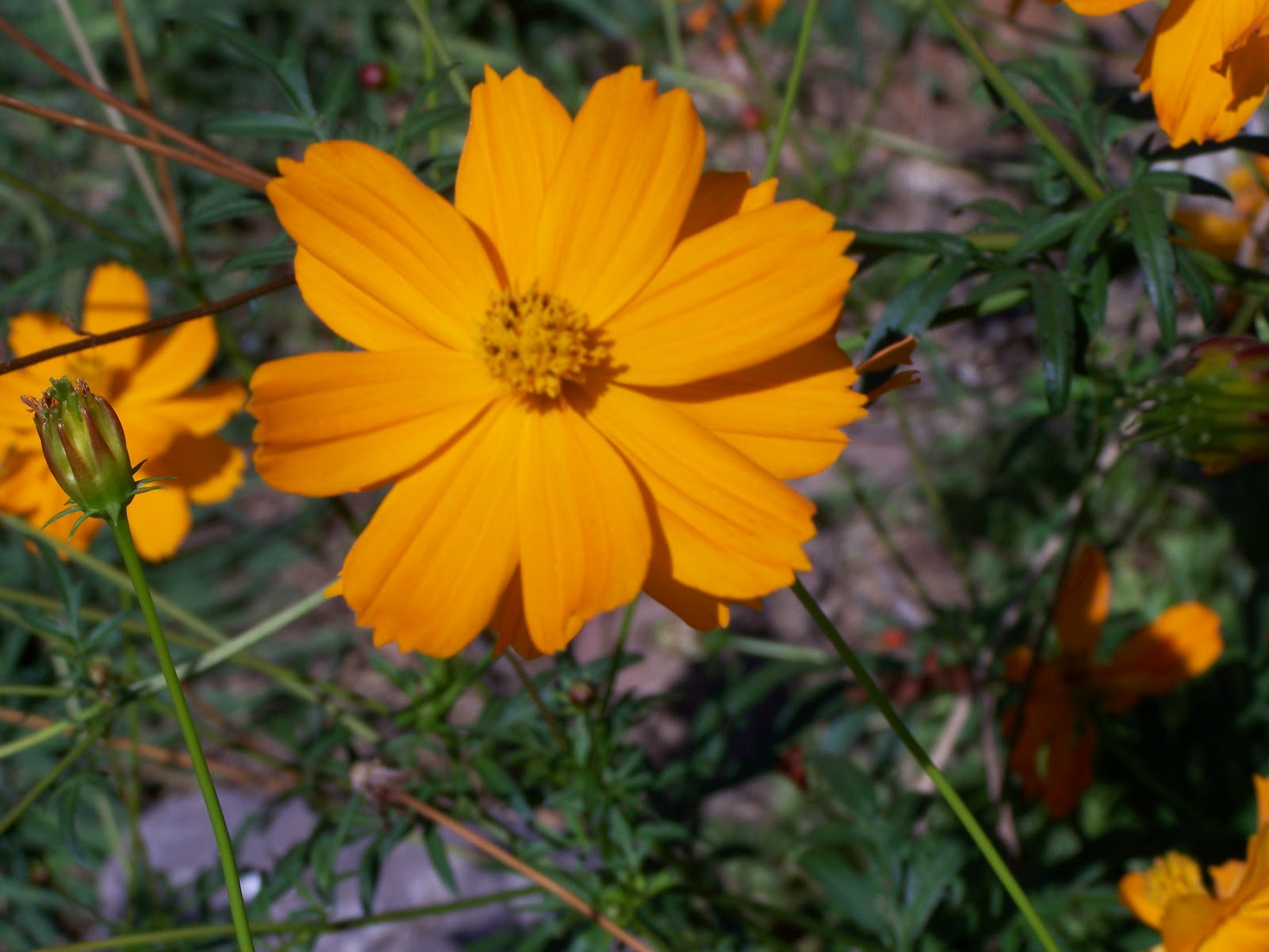 At the Butterfly Ball Seed Saving Let's share seeds 2010