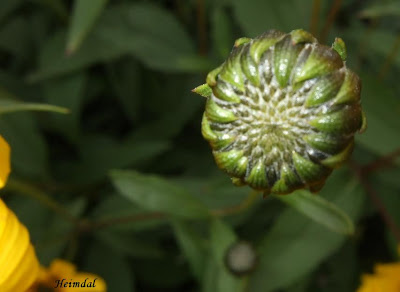 Heimdal: "Kiss-Me-Over-the-Garden-Gate."