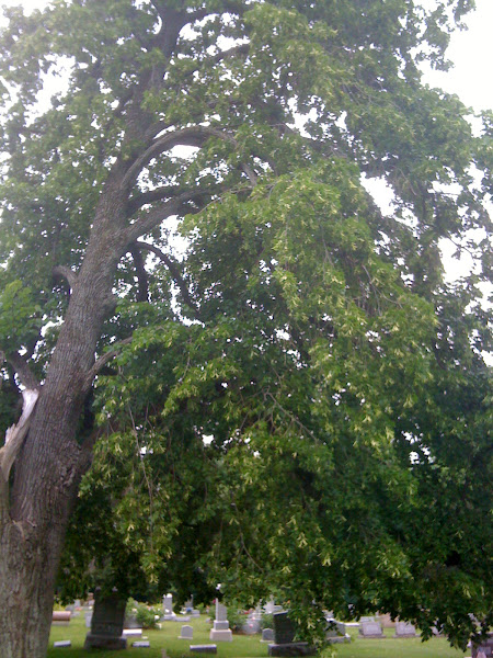 Linden Tree in Montrose Cemetary