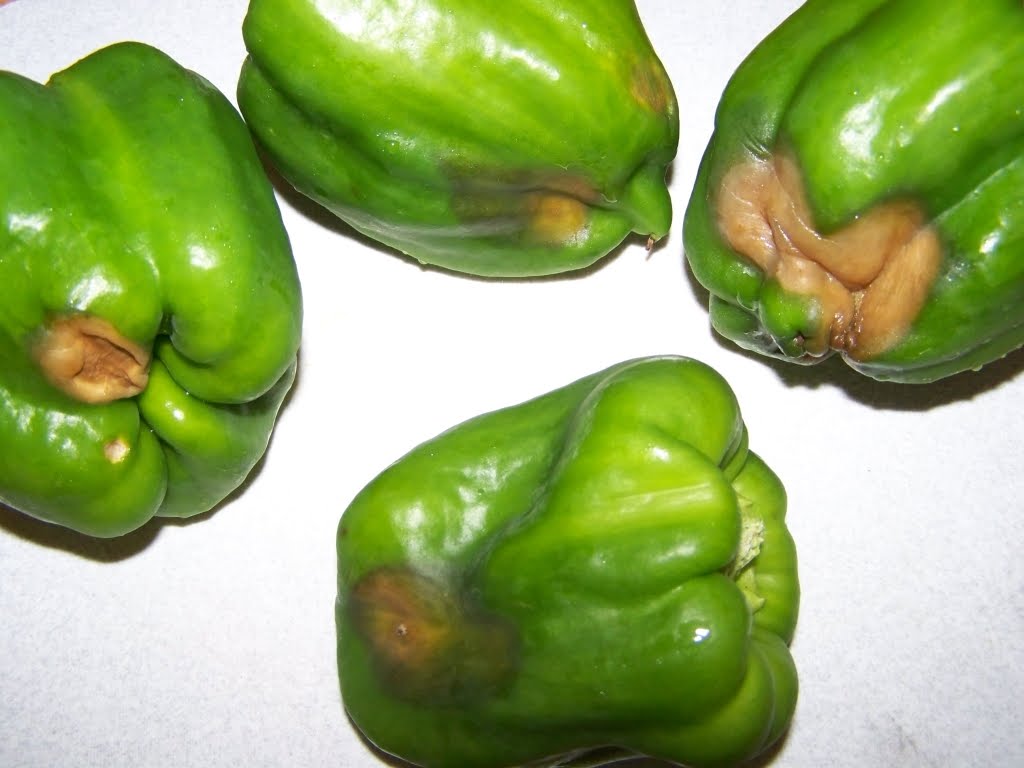 Annie's Kitchen Garden July 21, 2010 Houston, We Have a Problem