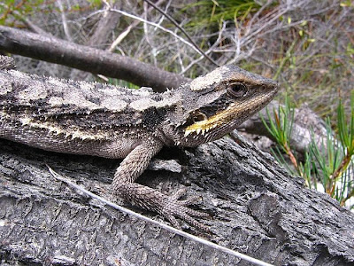 pogona-minor-minor.jpg