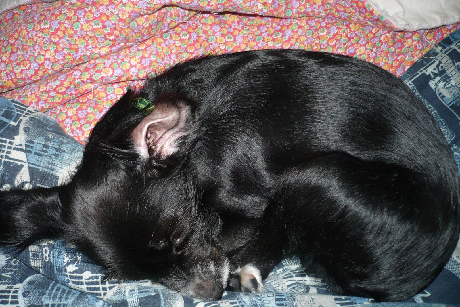 [WinterStewie+004.jpg]