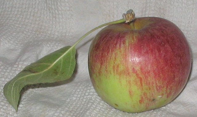 Bi-colored apple green and streaky red, with a long greel leaf attached to the stem