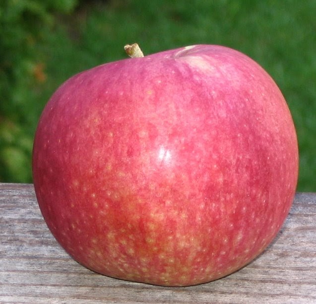 Adam's Apples McIntosh