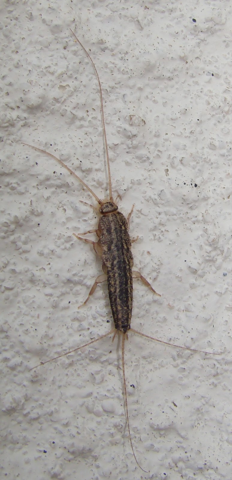 Natureza-em-movimento: Traça-da-pradaria / Bristletail