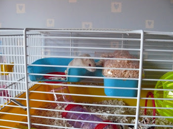 hamsters zijn cool