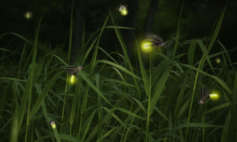 in praise of fireflies