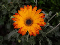 Arctotis x hybrida