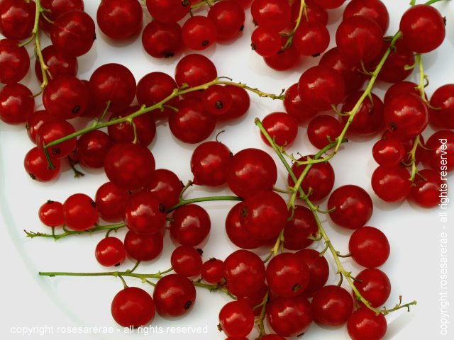 [Red+Currant+-+Ribes+Rubrum+from+the+garden.jpg]