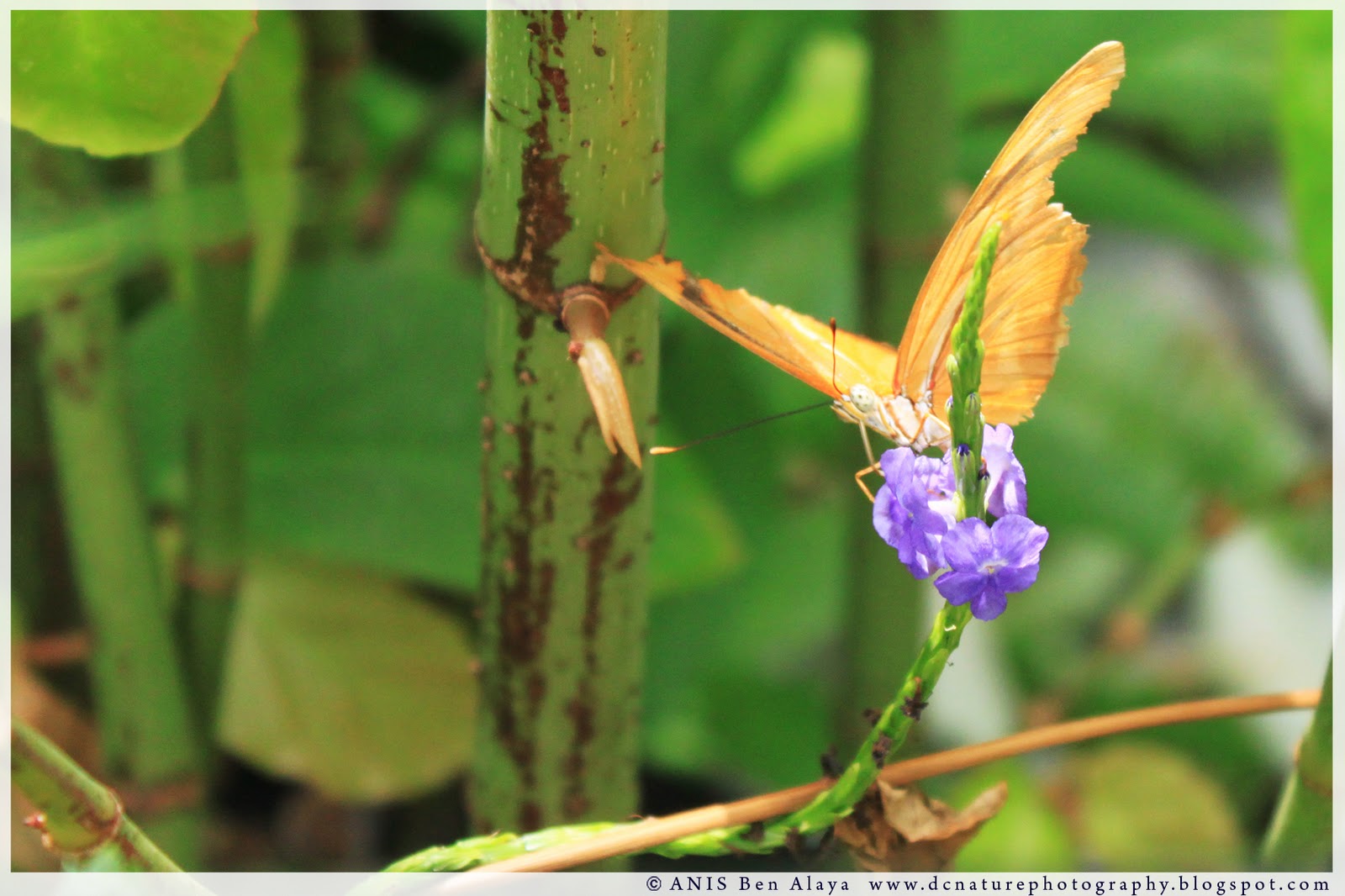 Washington DC Photography Butterfly on a rose