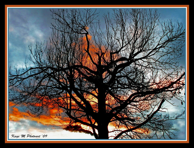 KJ Kaye and Jose Amazing Photos Tree on fire