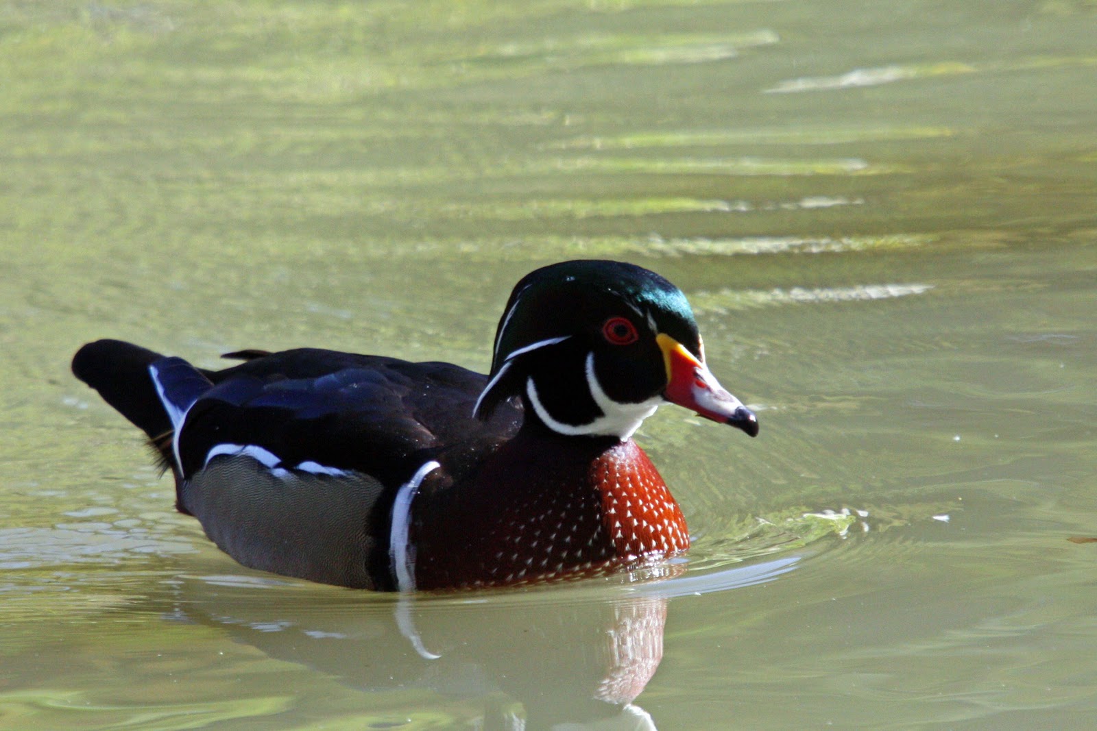 Bird Man of Bridgewater: Ducks in Louisiana