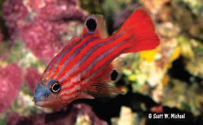 http://3.bp.blogspot.com/_Dp2Dd4Y_YuE/S3QpIY1HaxI/AAAAAAAAAlk/-yLFWrHUY_Q/s400/Liopropoma+sp+01.jpg