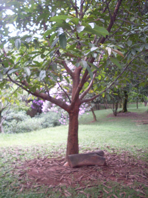 diversas especies de arvores.