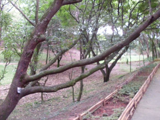tambem possue churrasqueiras e um parque com brinquedos infantis.
