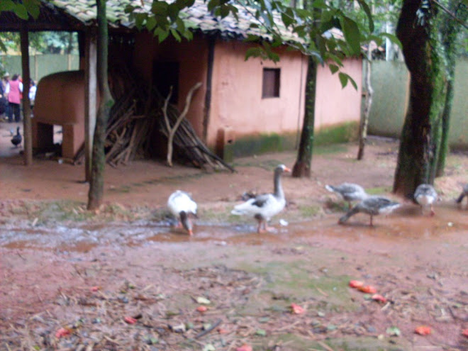 algum dos animais caminhão livres.