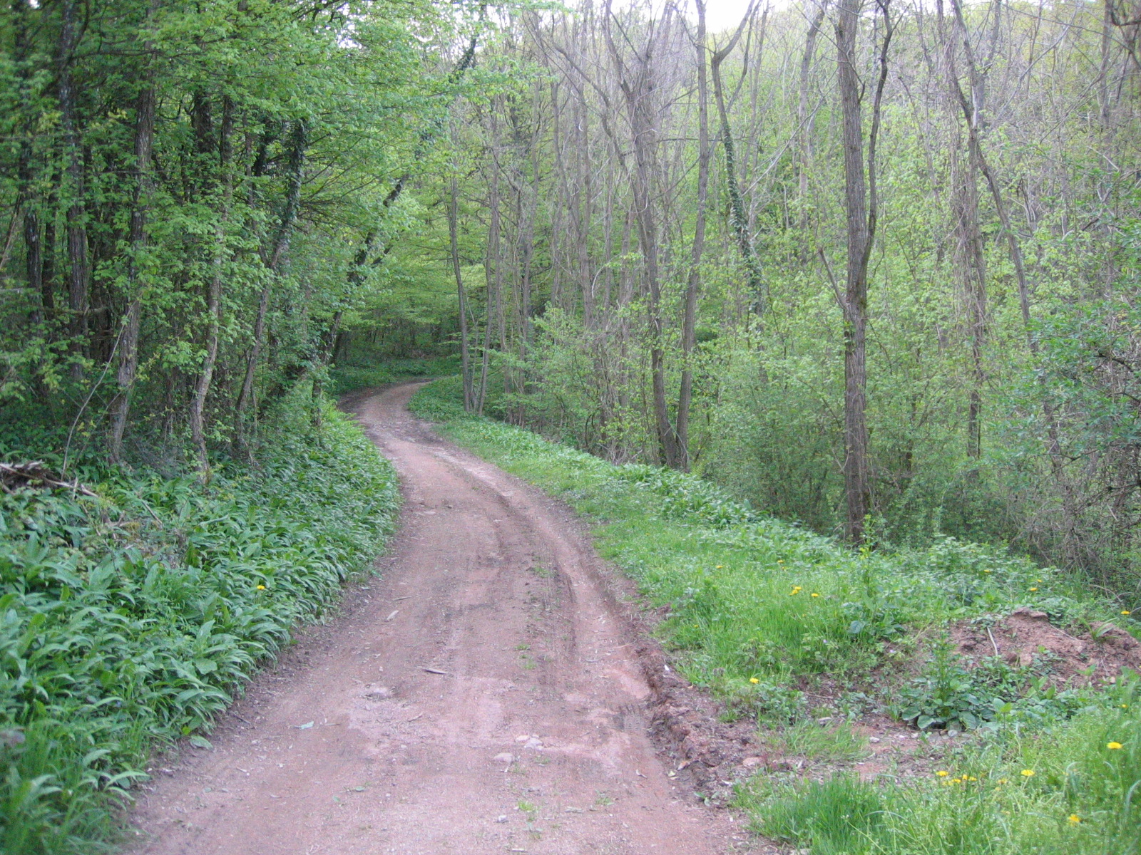 Dans Le Murmure De La Forêt Perdue NATURE ET PARANORMAL: DESCENTE DANS LES MURMURES DE LA FORET