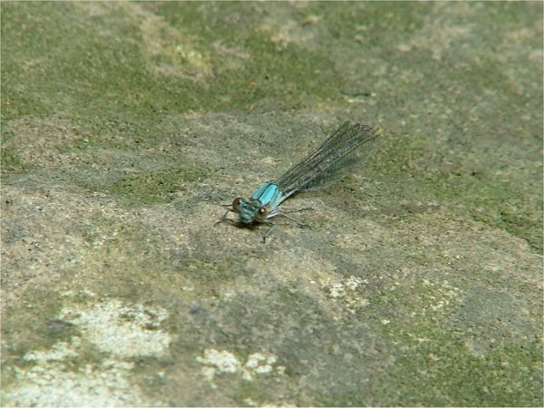 [dragonfly+21535.jpg]