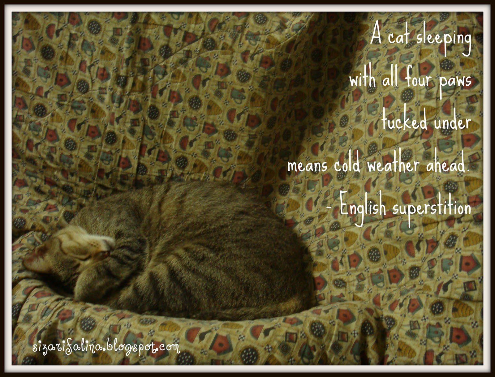 S.I.Z.A.R.I.F.A.L.I.N.A Cat Superstitions 1