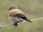 Aves de Chile