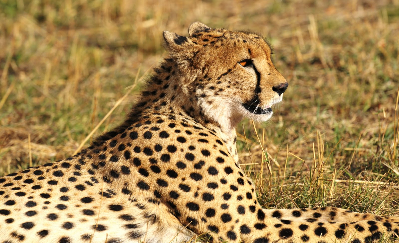 One more time with feeling: Back to the Mara one more time