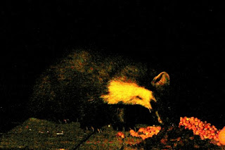 pine martin part naturalist