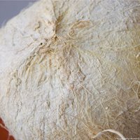 [white-coconut-2002006.jpg]