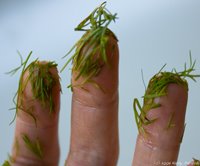 [dill-fingers-200-sq.jpg]