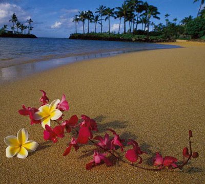 [hawaii-flowers-400.jpg]