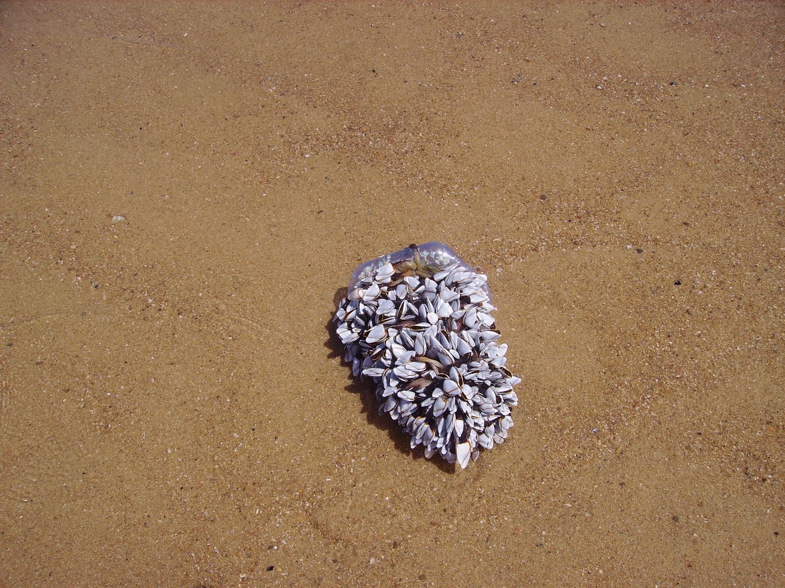 [PraiaAzul-perceves.JPG]