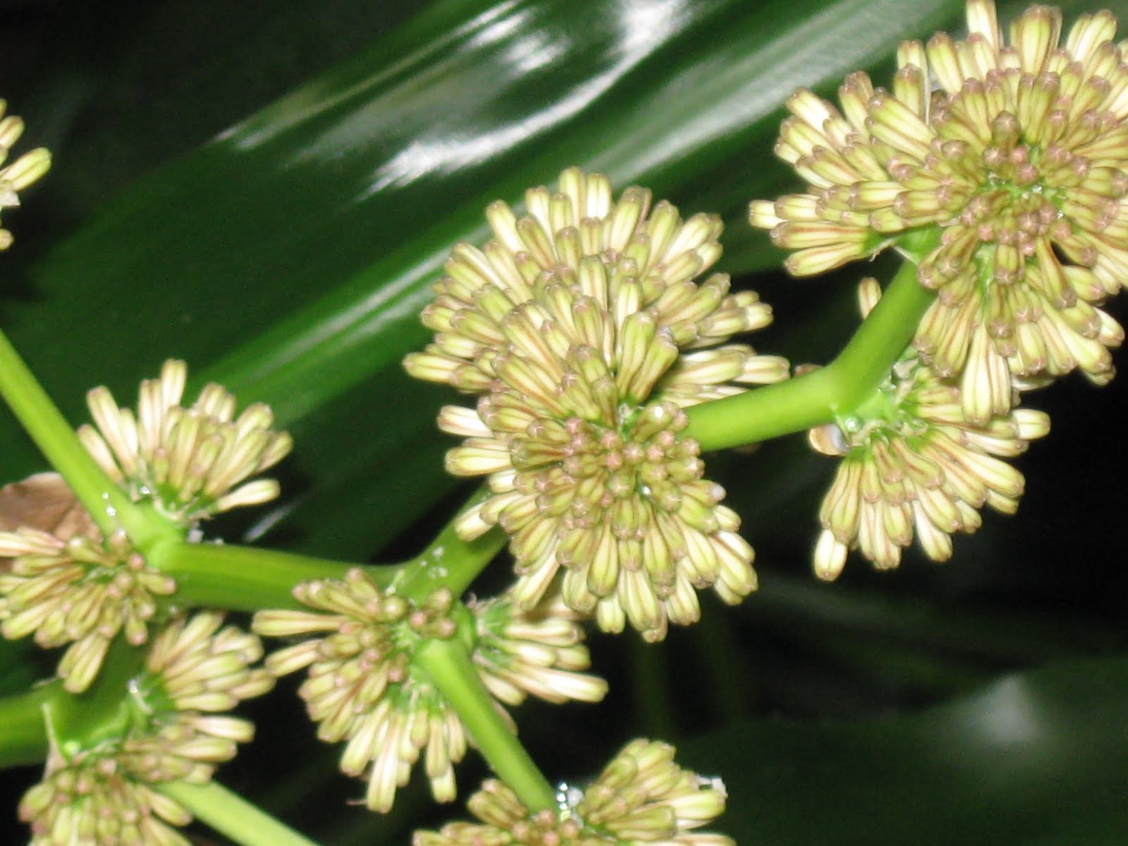 Corn plant with flowers