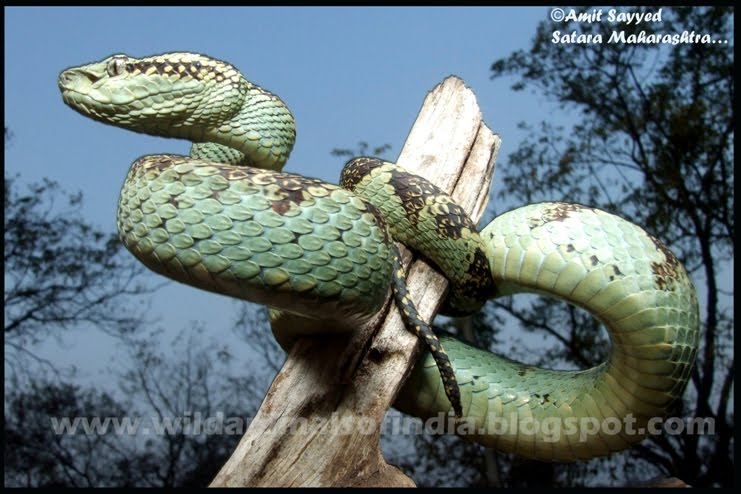 Wild Animals Of India: Malabar pit viper