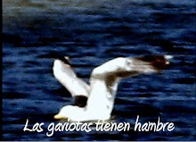 Las gaviotas tienen hambre