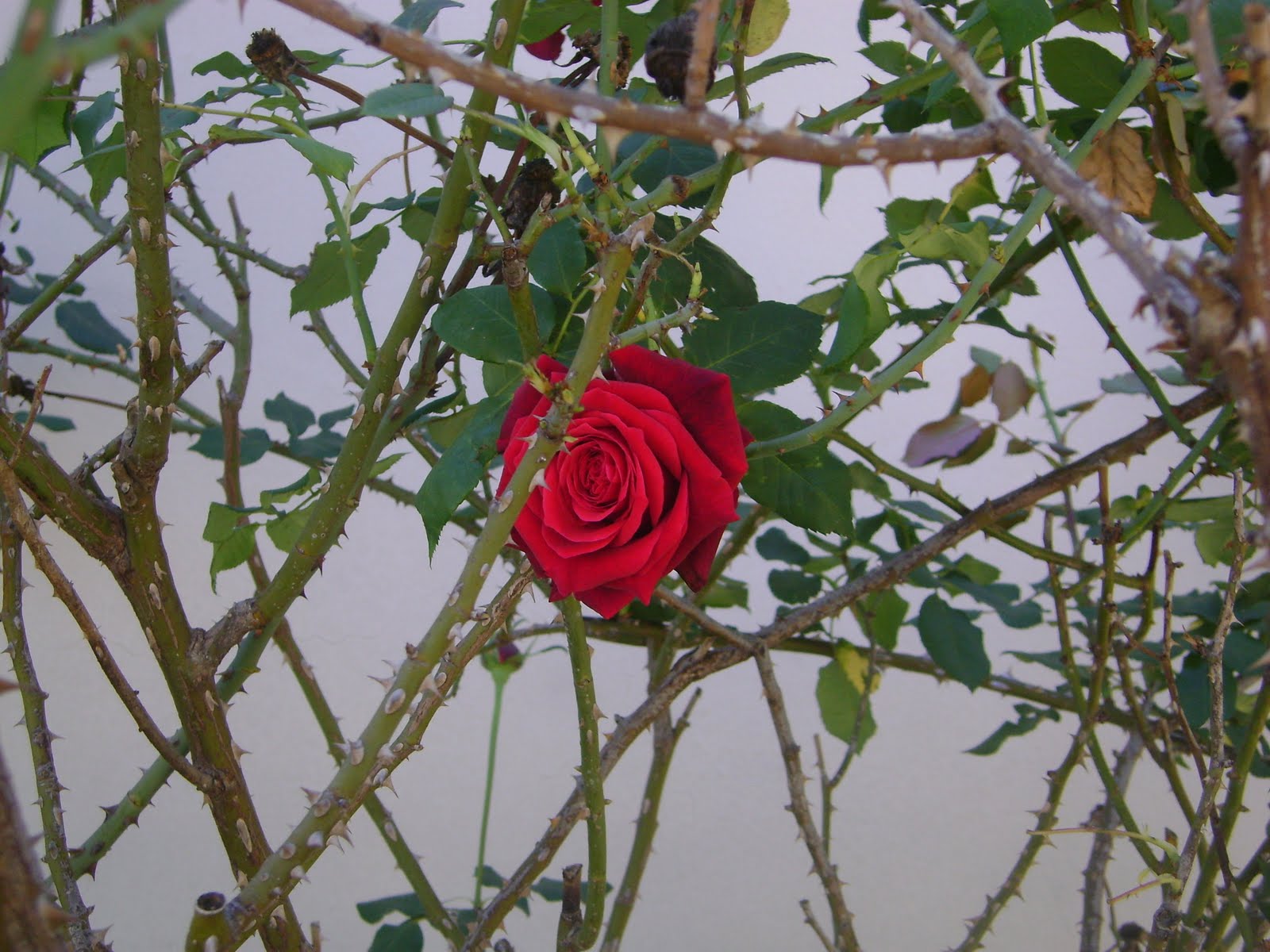 SUSURROS A LA LUZ DE LA LUNA ENTRE ROSAS Y ESPINAS