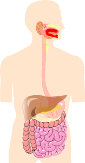 Marca y metabolismo acelerado nutrición y dietas