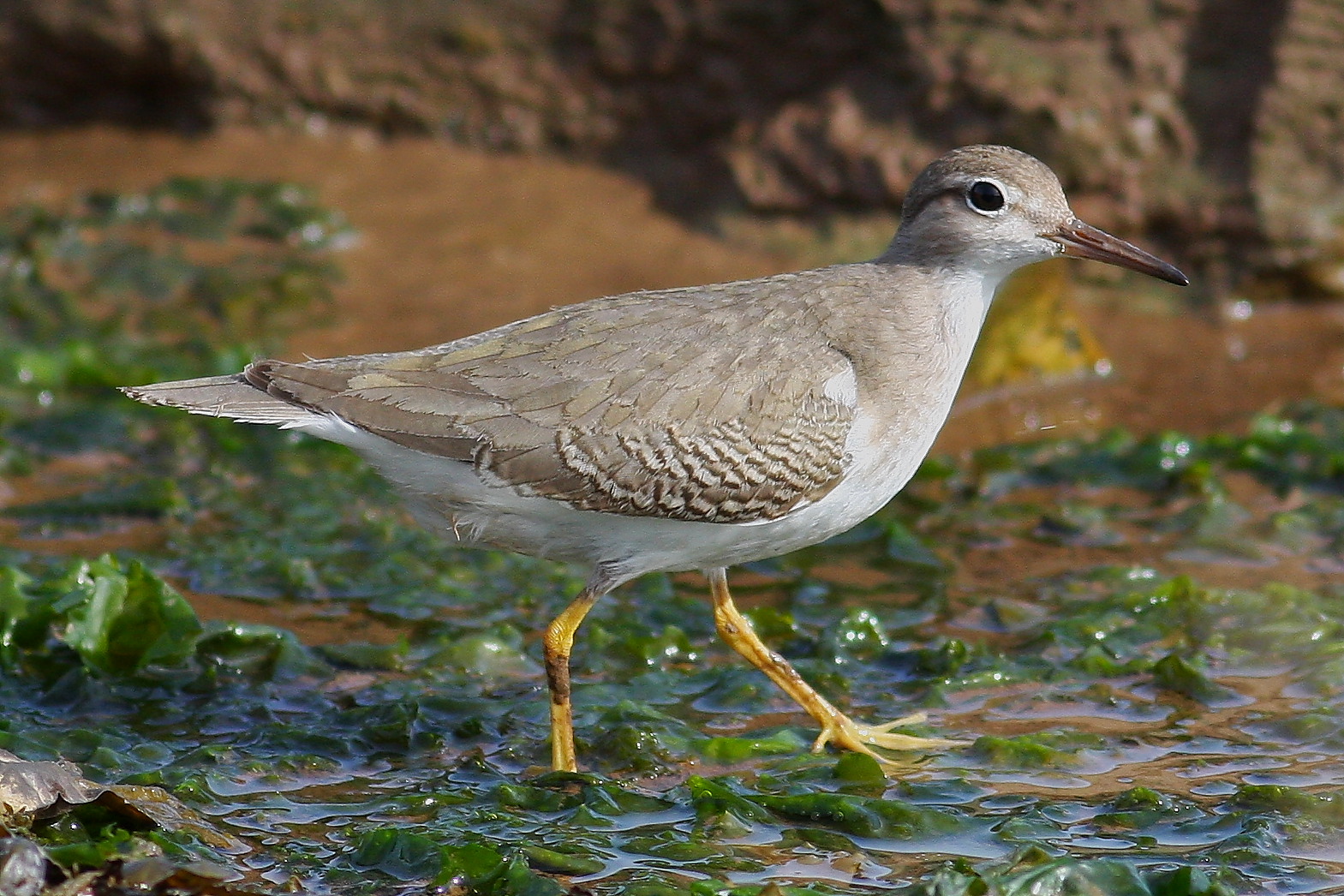 Peter Moore s Wildlife Blog Spot The Sandpiper