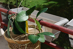 Hoya aff verticilata