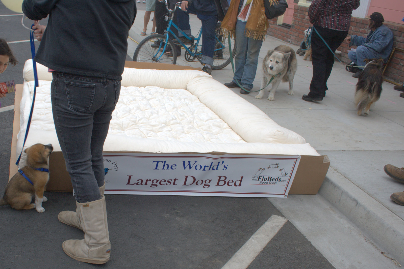 A Product Of The Fifties In Fort Bragg, California by Connie b