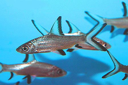 Breeding Bala Shark ~ Breeding Fish