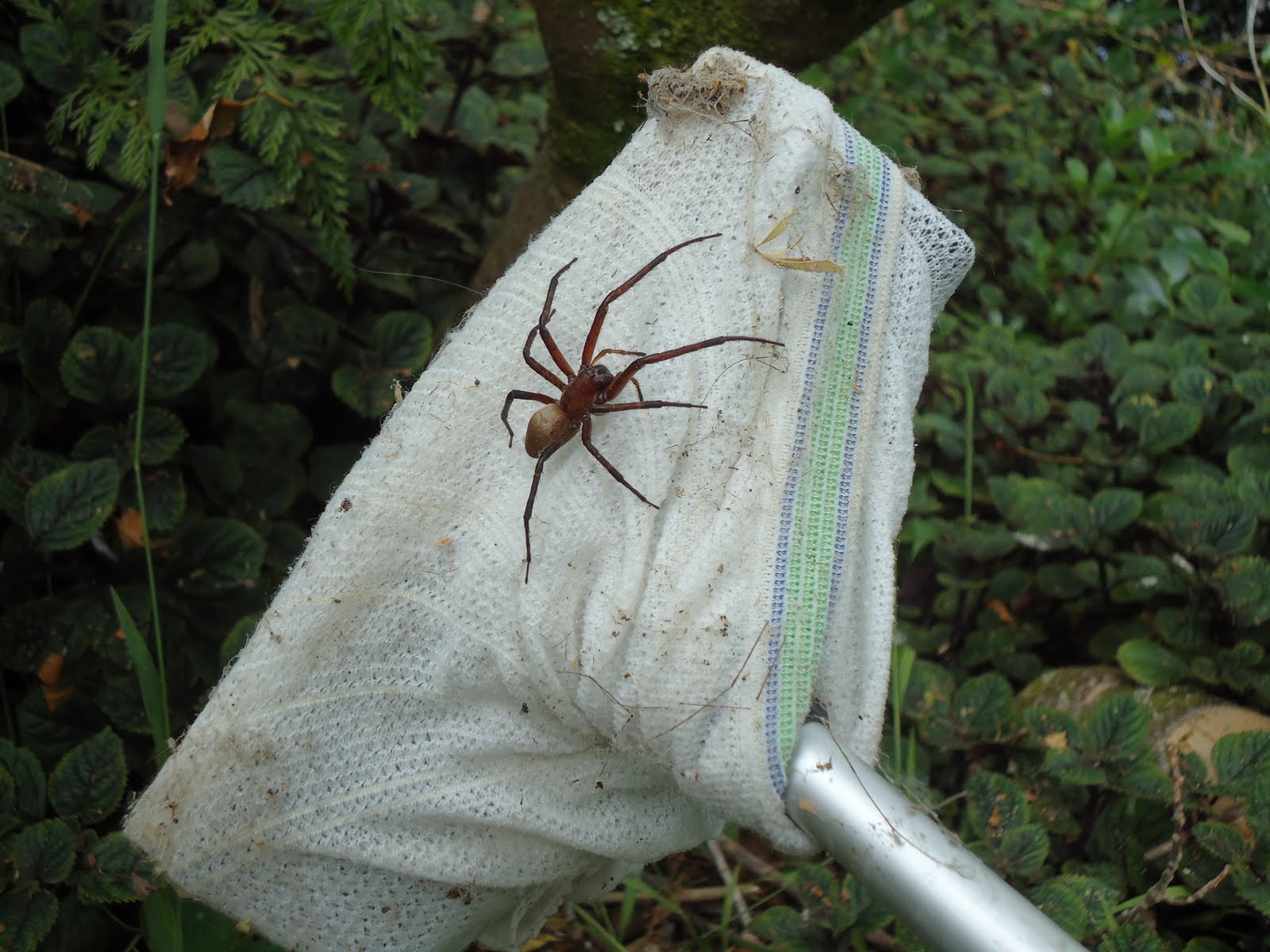 Tally Ho! Rattle Your Dags! Spiders From Mars / A Forest