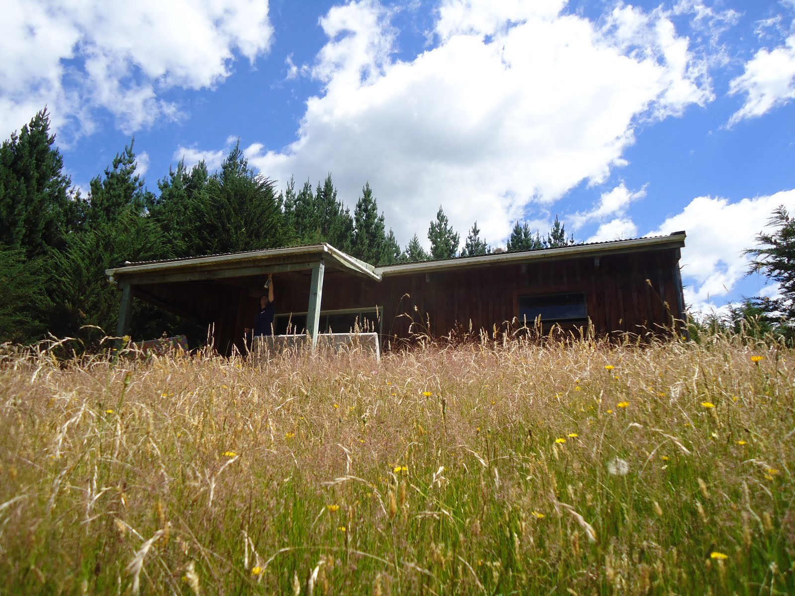 Tally Ho! Rattle Your Dags! Spiders From Mars / A Forest