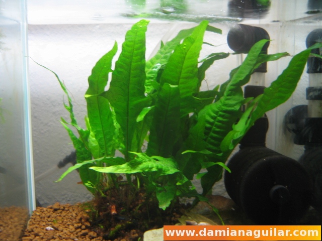 Plantas acuáticas: Helecho de Java (Microsorium pteropus) : Acuarios ...