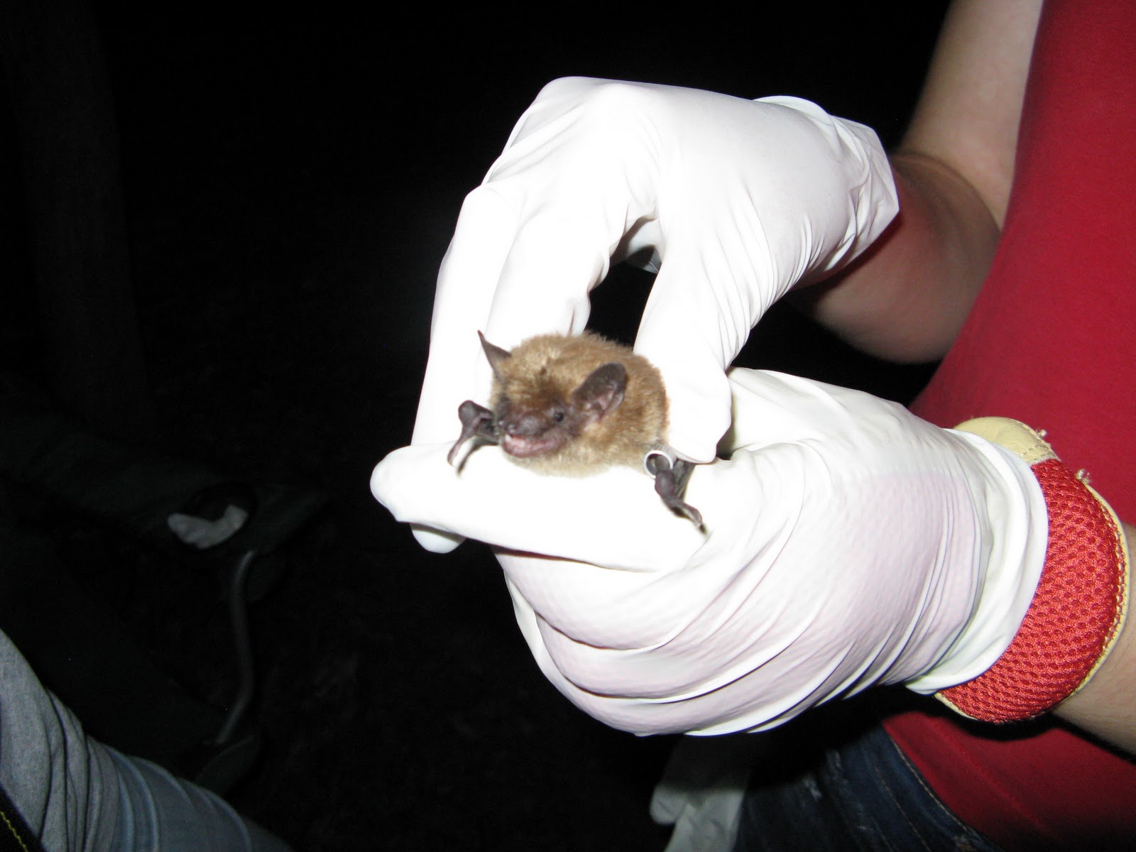 Bats (and other wildlife) of Northwest Ohio February 2011