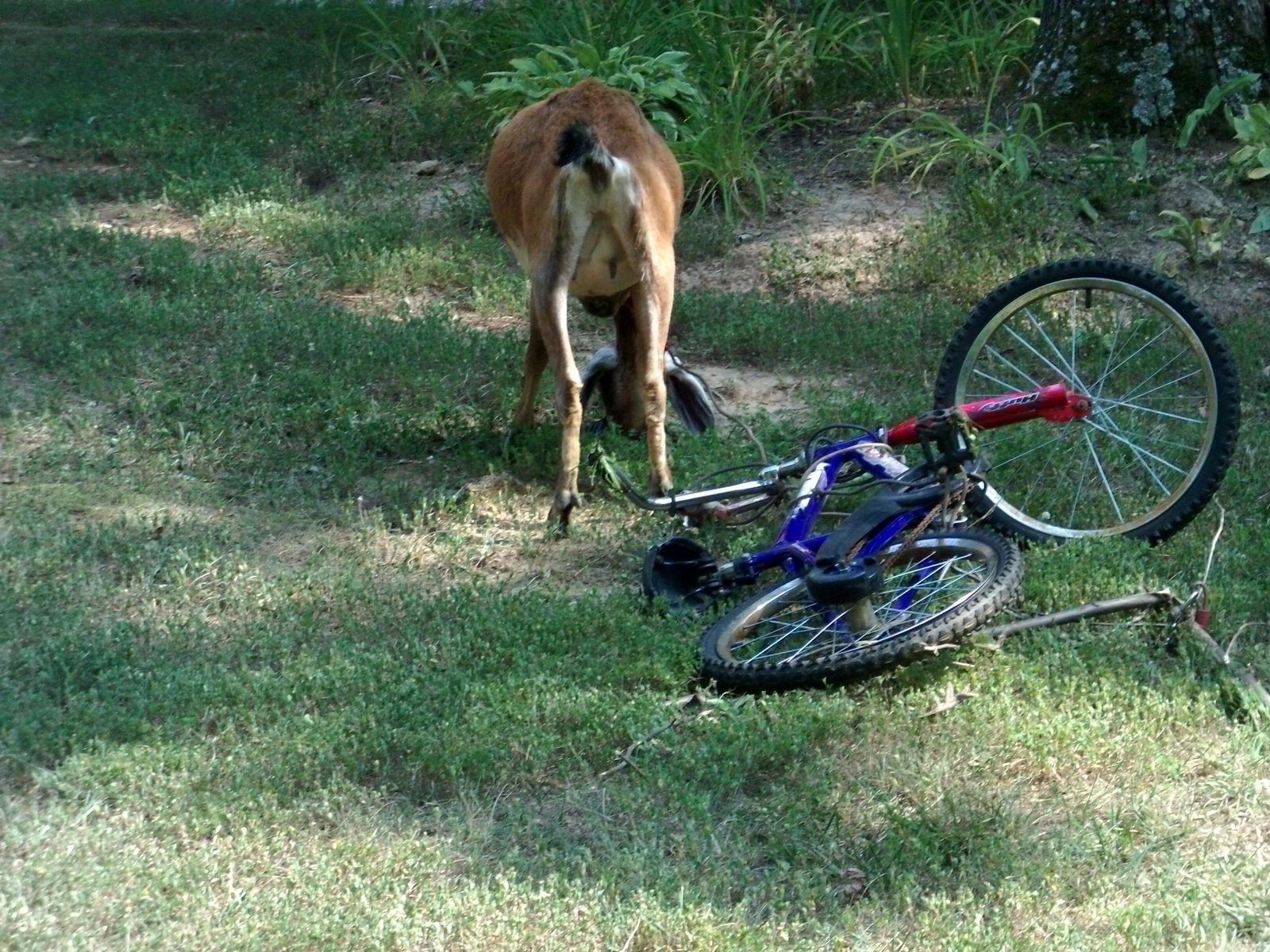 [goat+009.jpg]